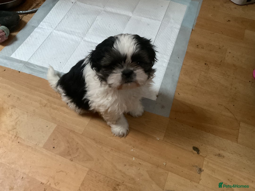 Shih Tzu dogs for sale: Shih Tzu puppies , ready to leave now - Advert 11