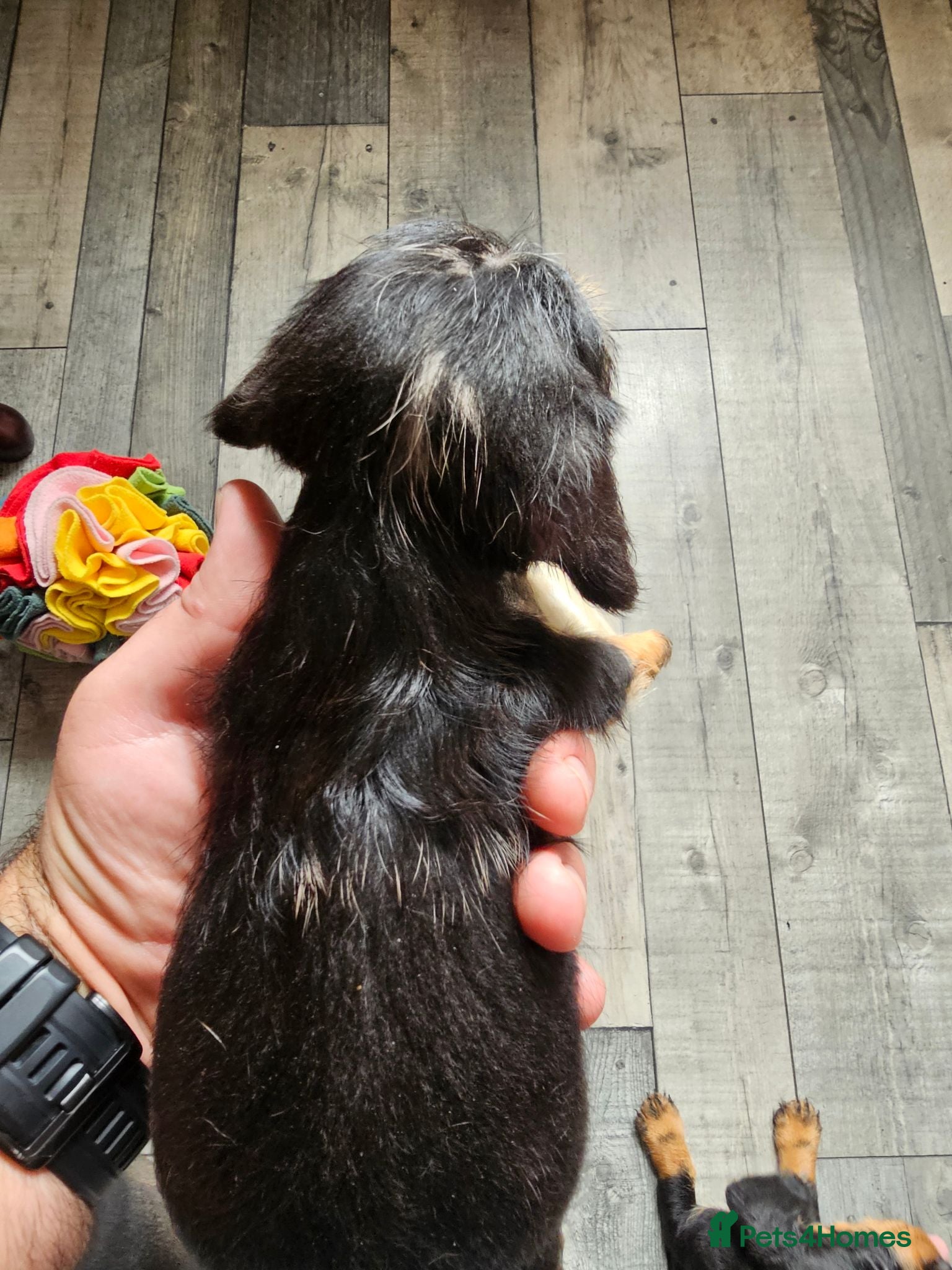 Dachshund dogs Wirehaired daschund pups - Advert 2