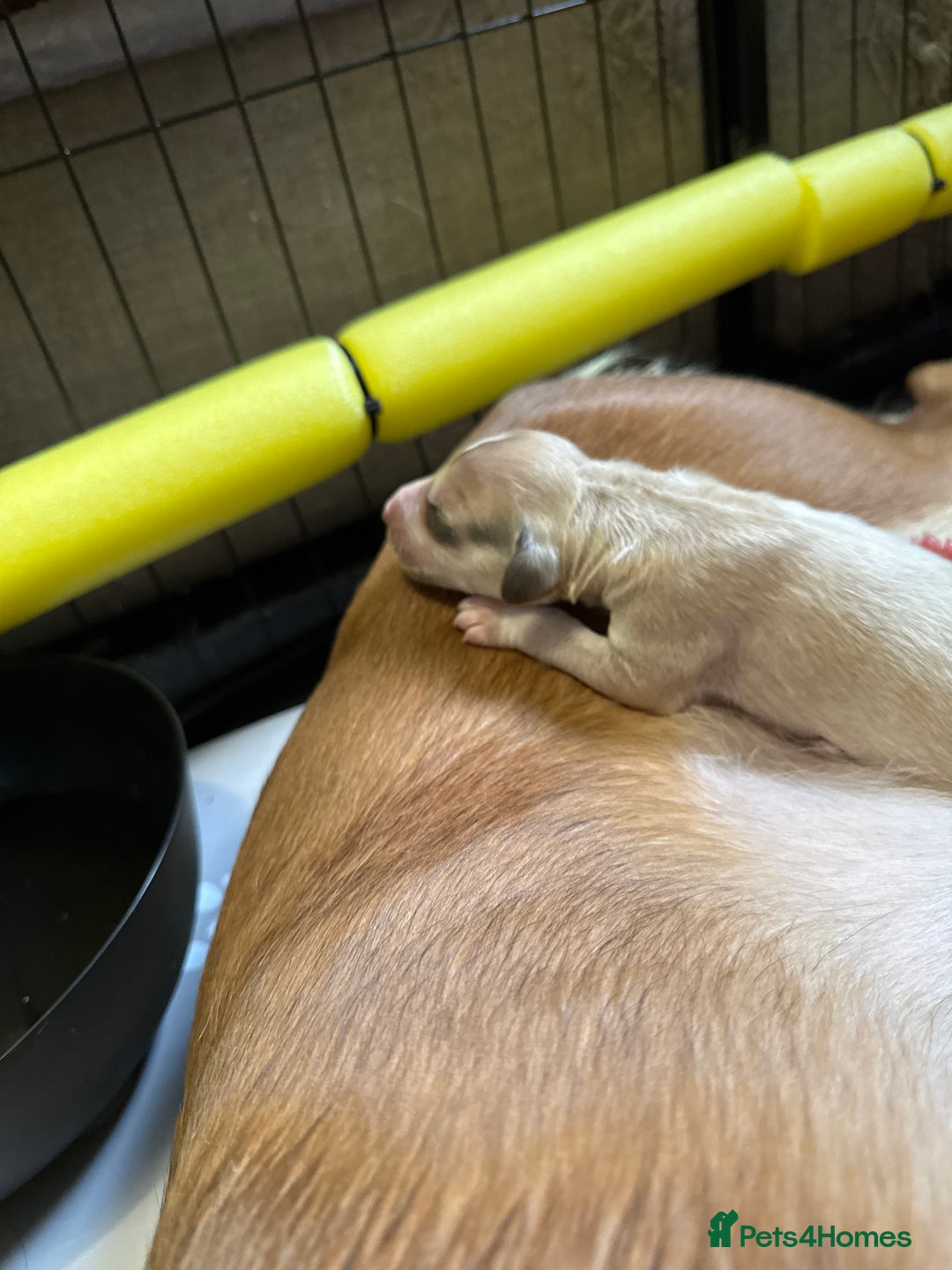 Saluki dogs for sale: Beautiful Saluki  - Image 26