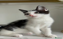 British Shorthair cats for sale: 3: beautiful kitten looking for new home in Slough - Image 5