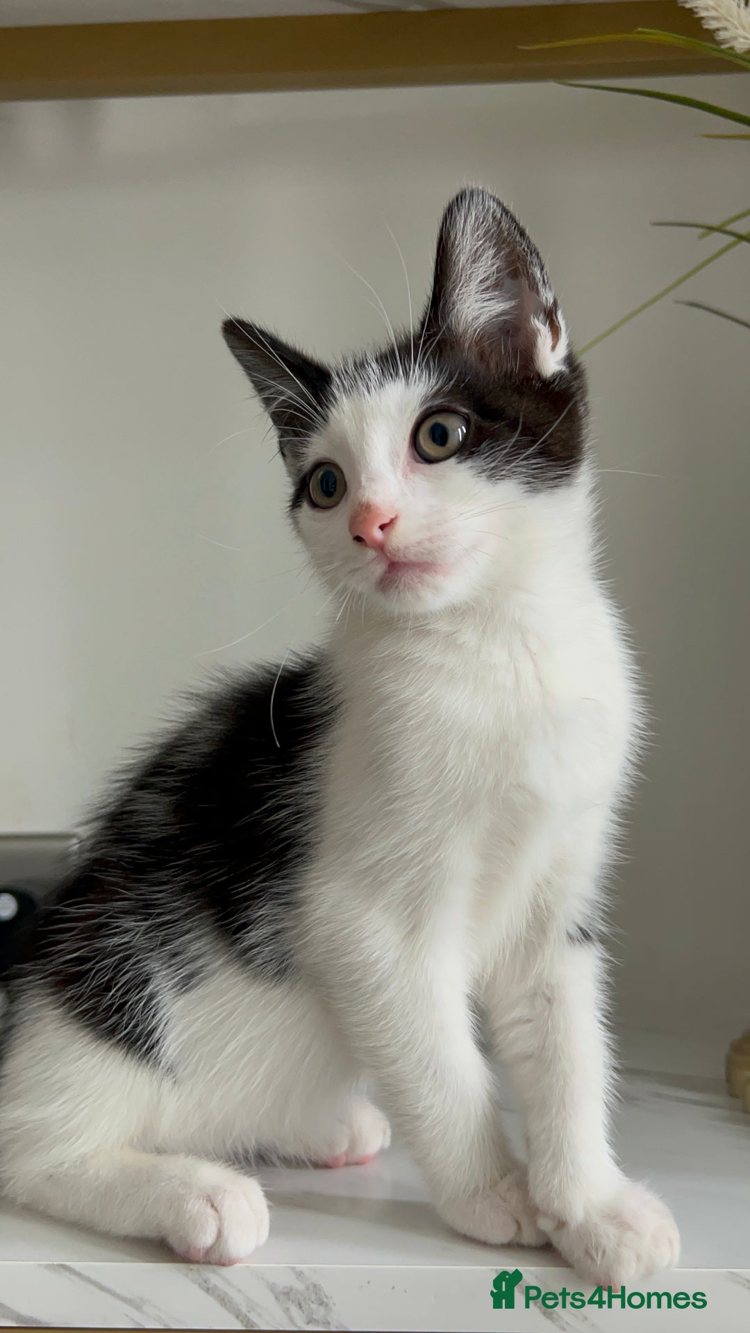 British Shorthair cats for sale: 3: beautiful kitten looking for new home in Slough - Image 5