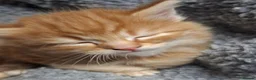 Mixed Breed cats for sale: 5 beautiful kittens for sale - Advert 21