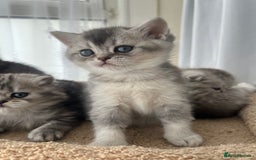 Scottish Fold cats for sale: Adorable Scottish Fold Kittens  - Image 17