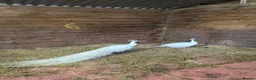 Peafowl poultry for sale: A beautiful pair of white peafowl  - Advert 1