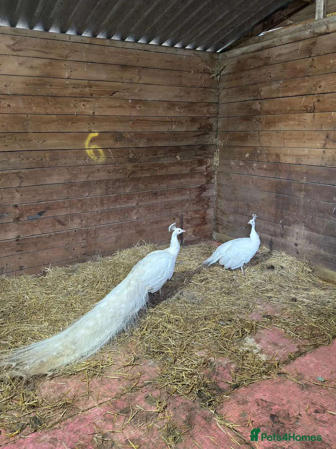 Peafowl poultry for sale: A beautiful pair of white peafowl  - Advert 1
