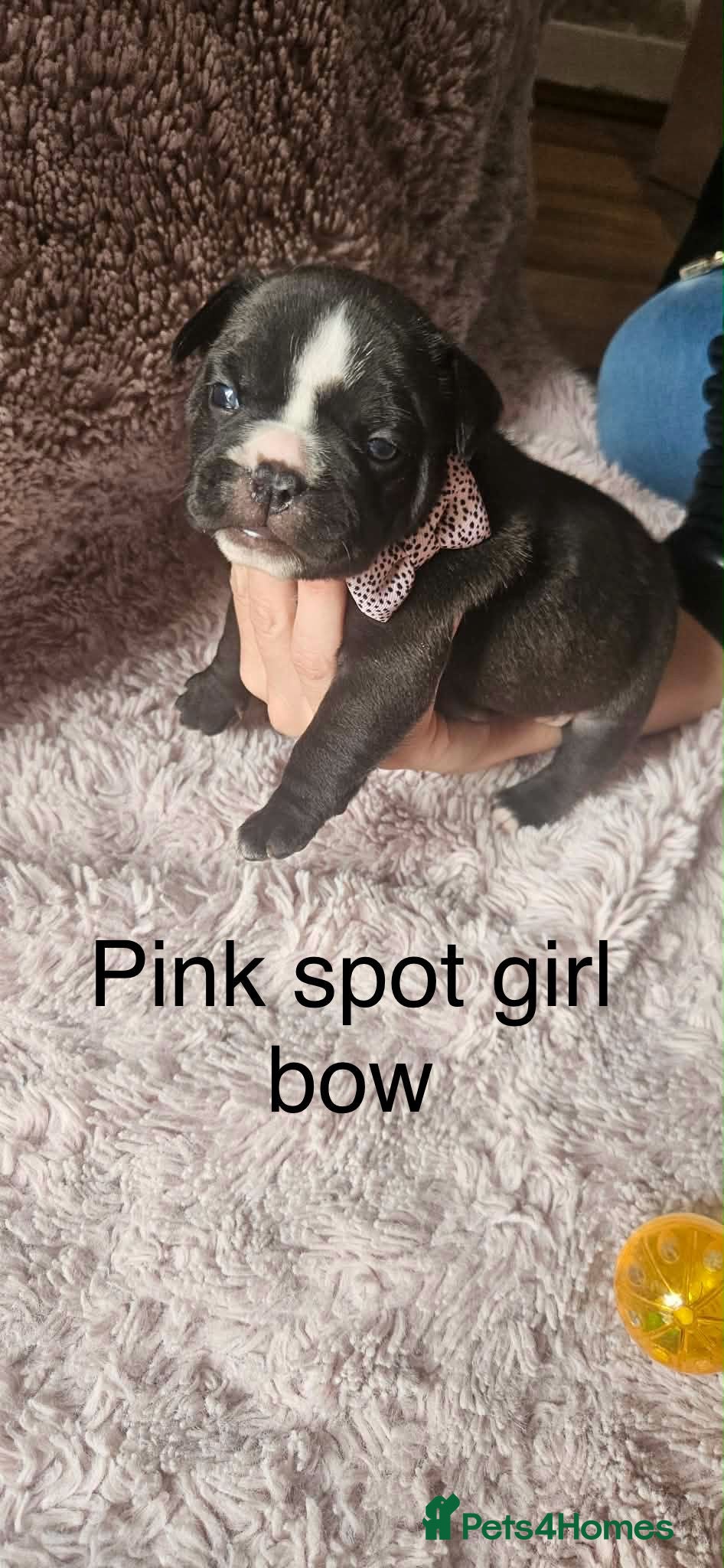 Mixed Breed dogs for sale: 🐾 French Bulldog × Olde English Bulldog Pups 🐾 - Advert 7