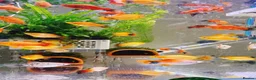 Platies fish for sale: Beautiful small Platy, Guppy Molly &Pleco-HobbyTK - Advert 25