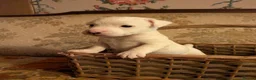 Jack Russell dogs for sale: Traditional Jack Russell terrier pups in Whitchurch - Advert 18
