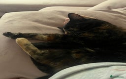 Domestic Shorthair cats for sale: Two beautiful cats looking for a new loving home. - Advert 12