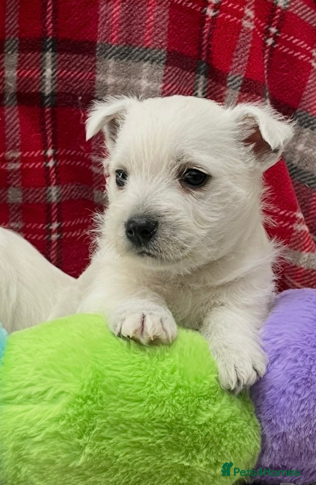 West Highland Terrier dogs Stunning west highland terrier puppy  - Advert 5