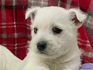 West Highland Terrier dogs Stunning west highland terrier puppy - Advert 5