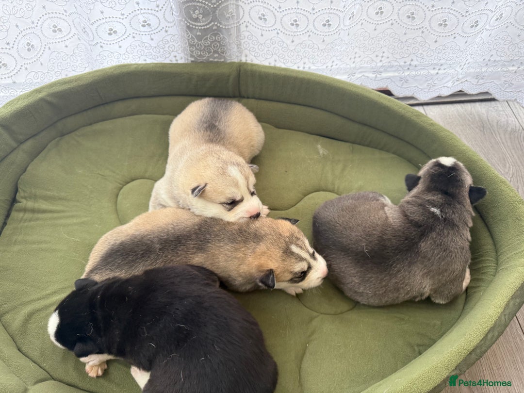 Siberian Husky dogs for sale: Puppies Siberian Huskies  - Advert 4