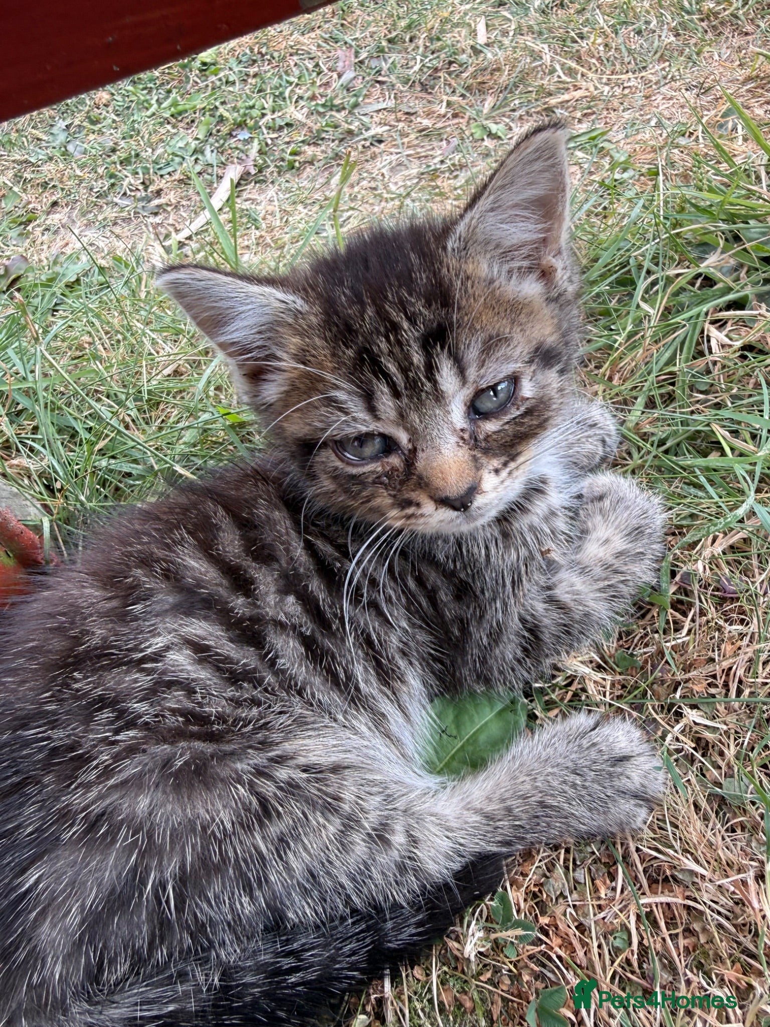 Mixed Breed cats Gorgeous kittens for sale  - Advert 18