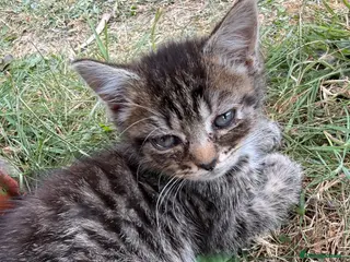 Mixed Breed cats Gorgeous kittens for sale - Advert 18