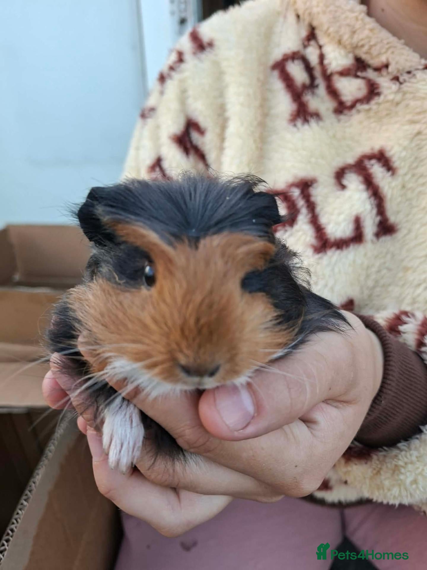 Mixed Breed rabbits GUINEA PIGS MALES ONLY - Advert 2