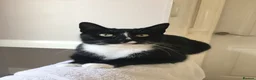 Mixed Breed cats for sale: Two cats looking for a home  - Advert 3