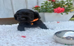 Cocker Spaniel dogs for sale: show type cocker spaniels puppies * ready now  - Image 16