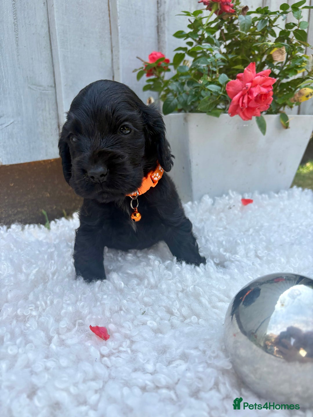 Cocker Spaniel dogs for sale: show type cocker spaniels puppies * ready now  - Image 16
