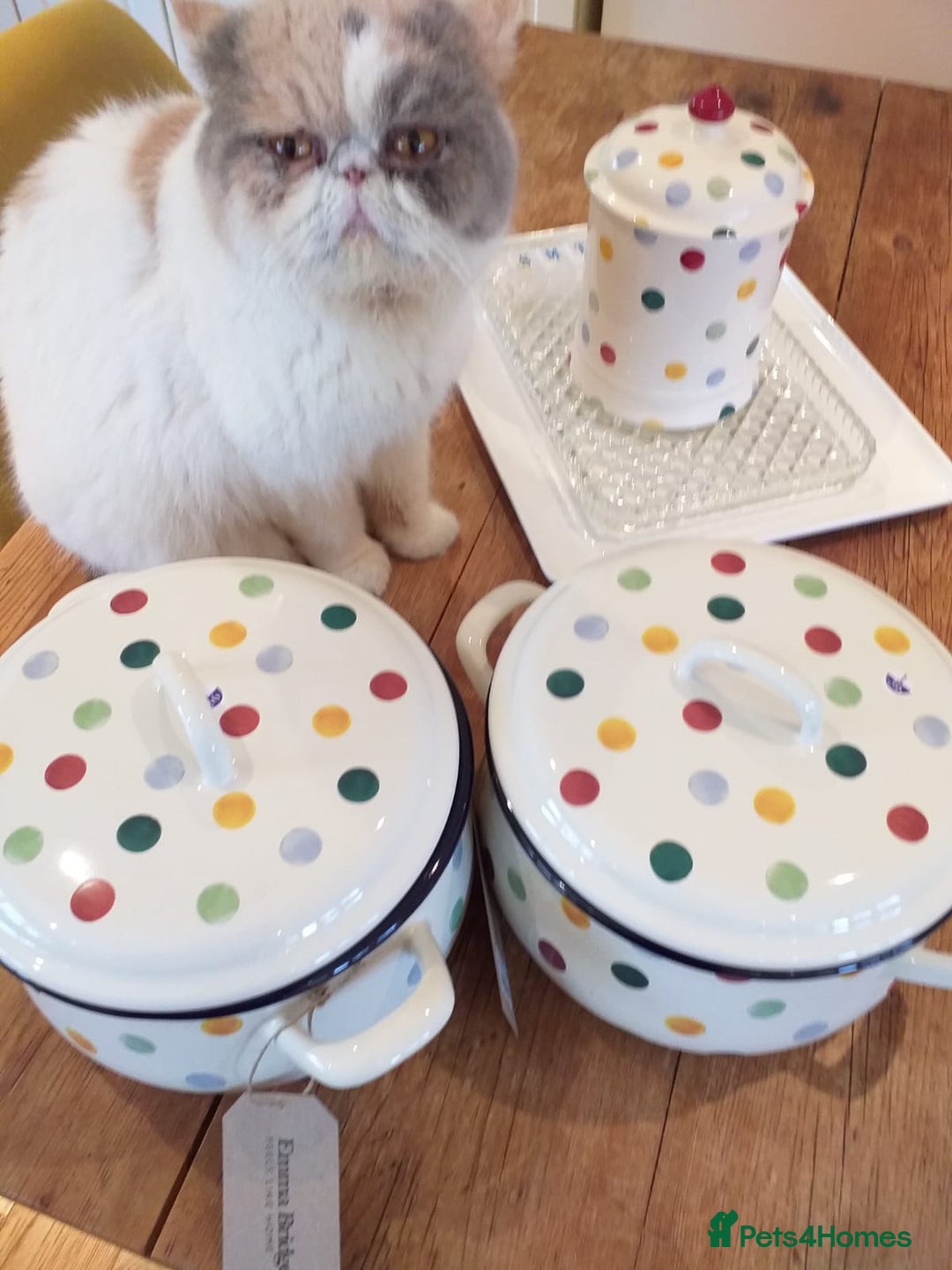 Exotic cats for sale: https://www.pets4homes.co.uk/ - Advert 3