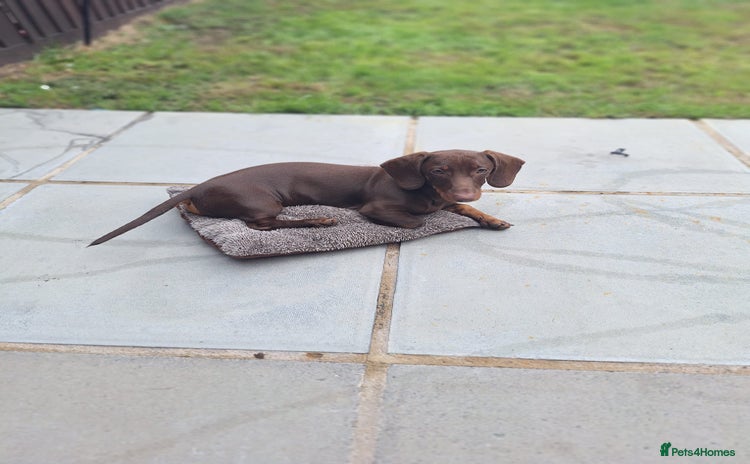 Dachshund dogs - Advert 1