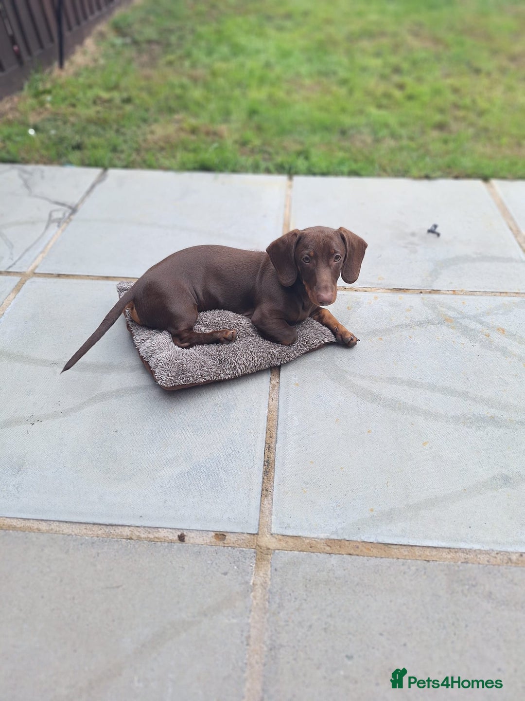 Dachshund dogs for sale: Puppy  - Image 1