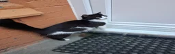 Mixed Breed cats for sale: 4 beautiful kittens  - Advert 2