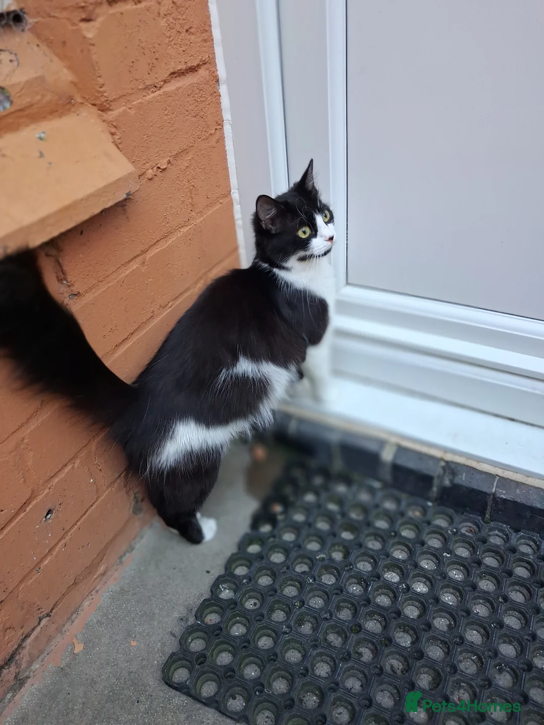 Mixed Breed cats for sale: 4 beautiful kittens  - Advert 2