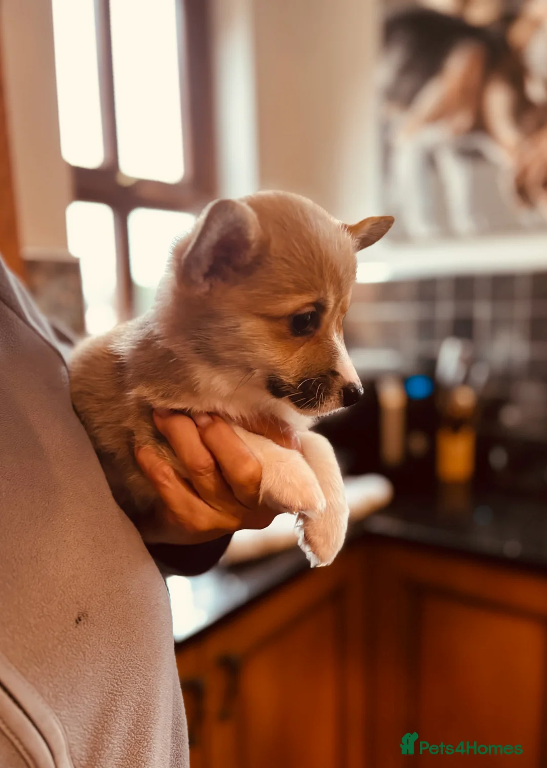 Welsh Corgi Pembroke dogs for sale: KC litter, health tested parents, licensed breeder - Advert 3