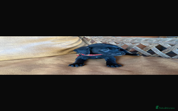 Mixed Breed dogs for sale: 7 playful beagledoor pups - Image 7