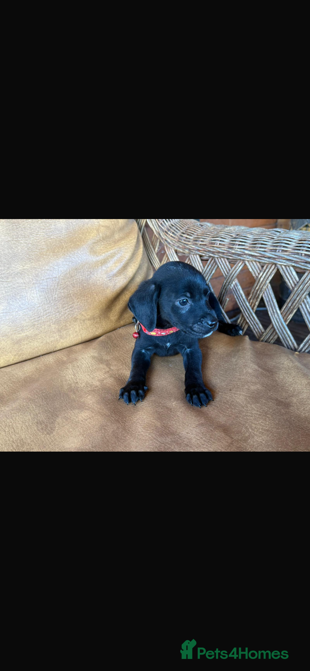 Mixed Breed dogs for sale: 7 playful beagledoor pups - Image 7