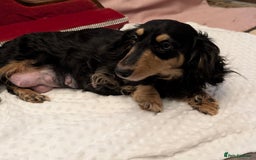 Miniature Dachshund dogs for sale:  Exquisite Long Coat Cream & Black & Tan Babies - Image 5