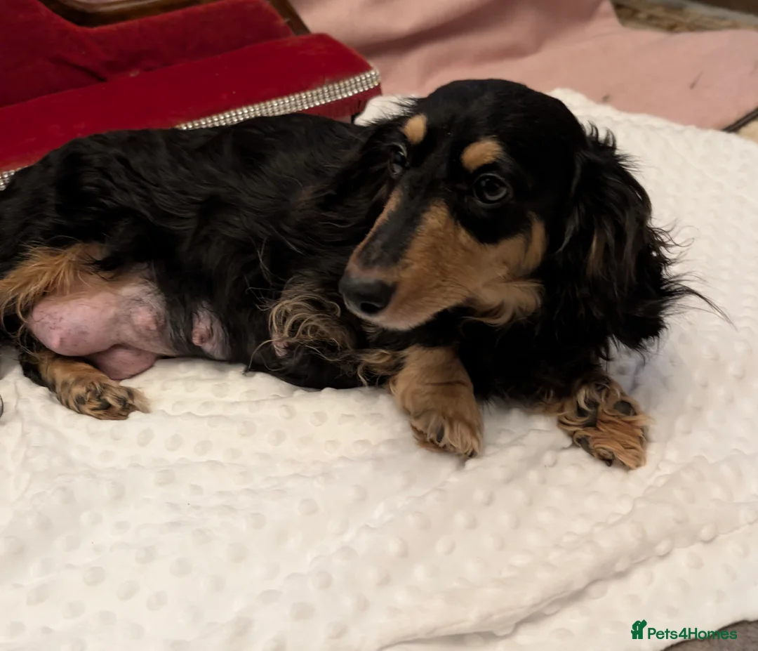 Miniature Dachshund dogs for sale:  Reduced For Last Girl Long Coat Waiting For You  - Advert 11