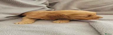 Mini Goldendoodle 1 Teddy