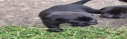 Labrador Retriever dogs for sale: Black labrador puppys in Worksop - Advert 5