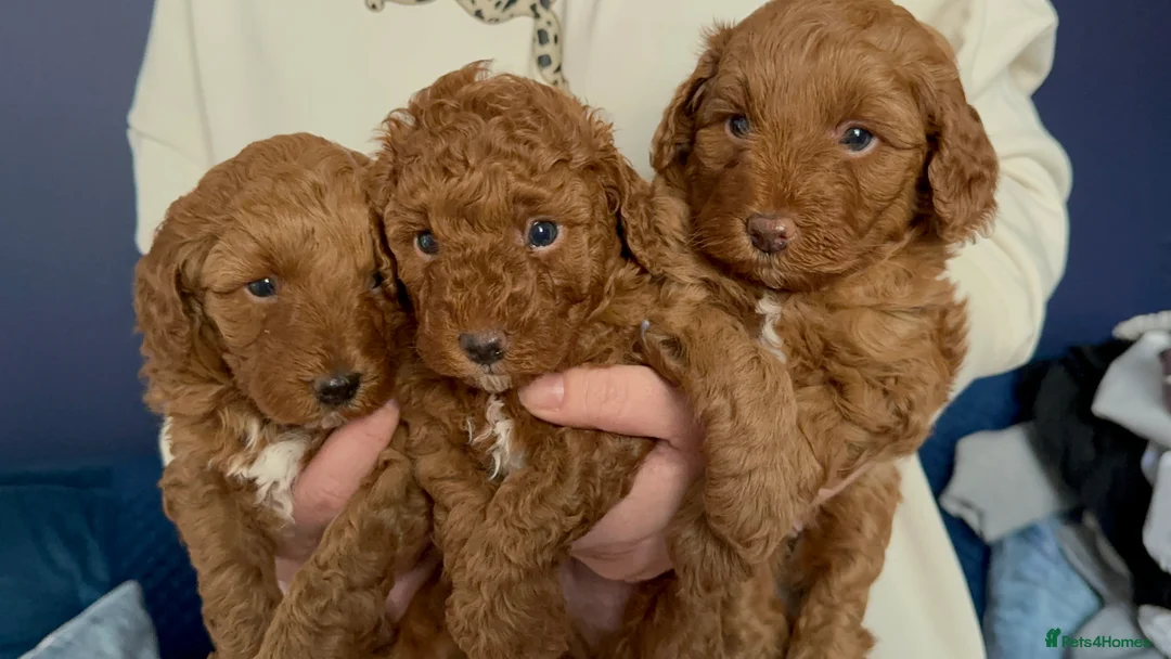 Cavapoo dogs for sale: Cavapoo puppies ready to leave on Mother’s Day  - Advert 2