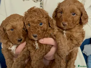 Cavapoo dogs Cavapoo puppies - Advert 18