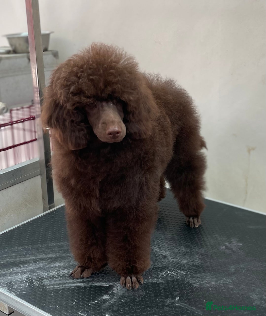 Miniature Poodle dogs for stud: Health tested Miniature Poodle Proven Stud Dog  in Preston - Image 8