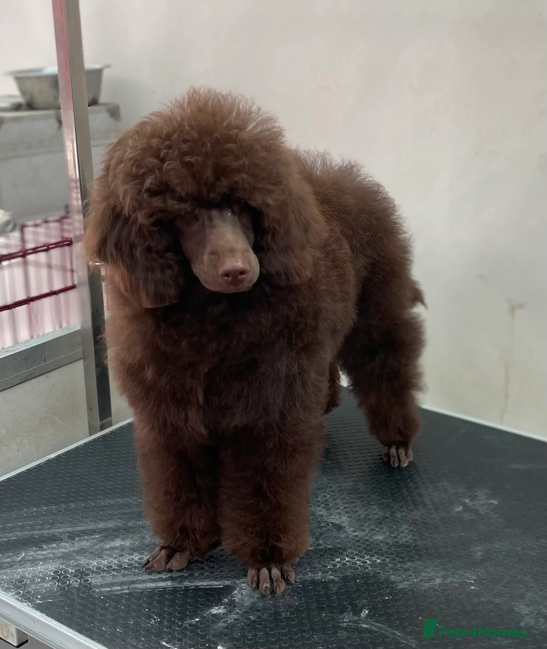 Miniature Poodle dogs for stud: Health tested Miniature Poodle Proven Stud Dog  in Preston - Advert 8