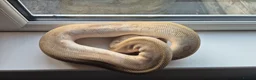 Python Snake reptiles for sale: Royal / Ball Pythons For Sale - Advert 7