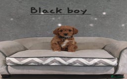Cavachon dogs for sale: Cavapoochon puppies 🥰 - Image 2
