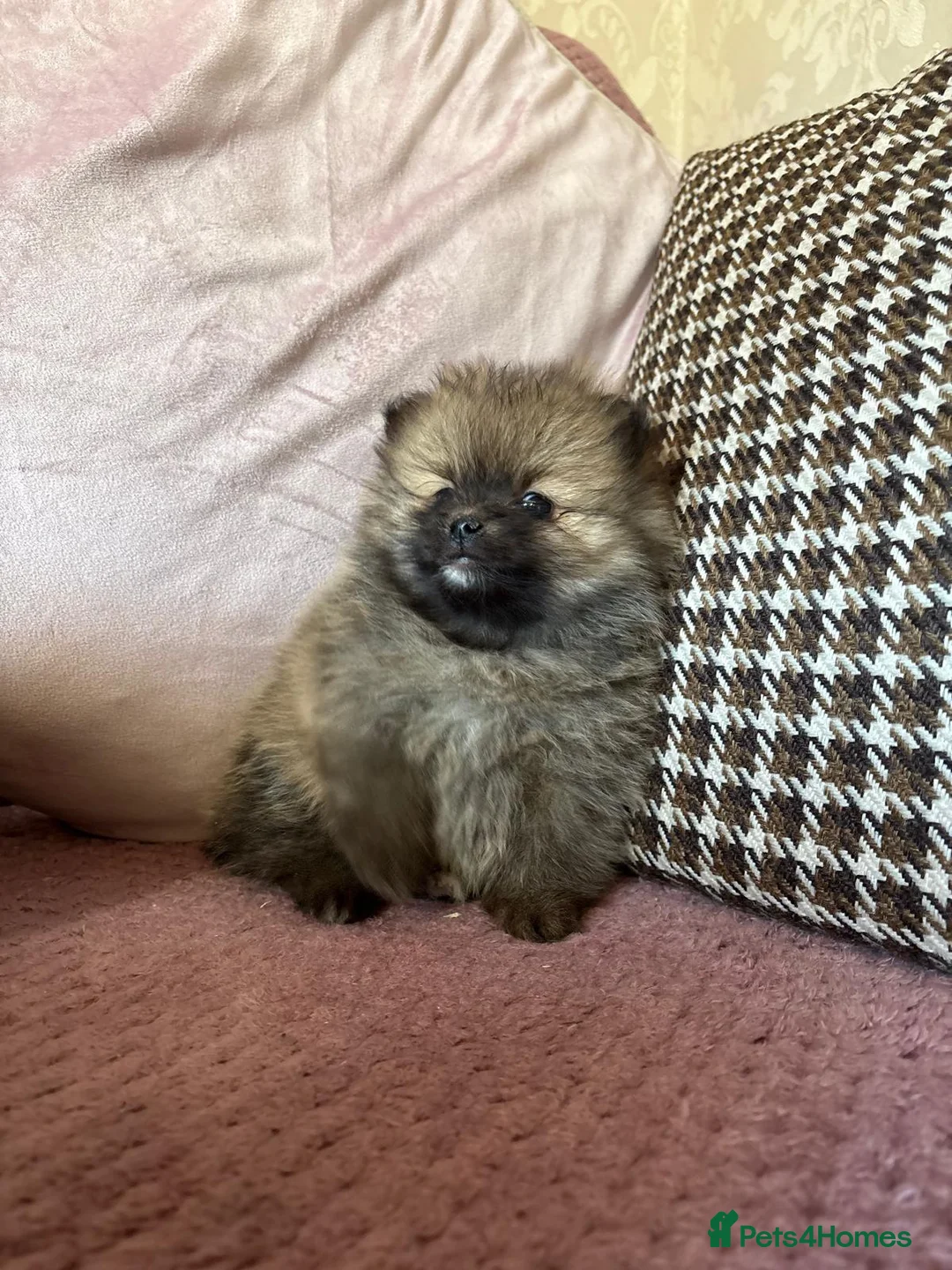 Pomeranian dogs for sale: LAST 2 GIRLS STUNNING TINY PUPPIES  in Manchester - Advert 5