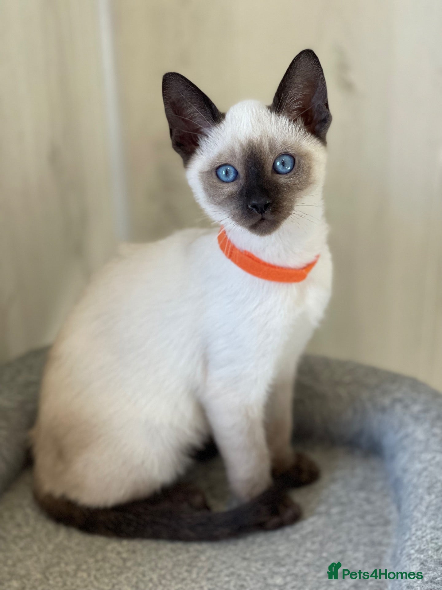 Siamese cats for sale: GCCF Registered Traditional Siamese Kittens  - Advert 2