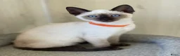 Siamese cats for sale: GCCF Registered Traditional Siamese Kittens  - Advert 2