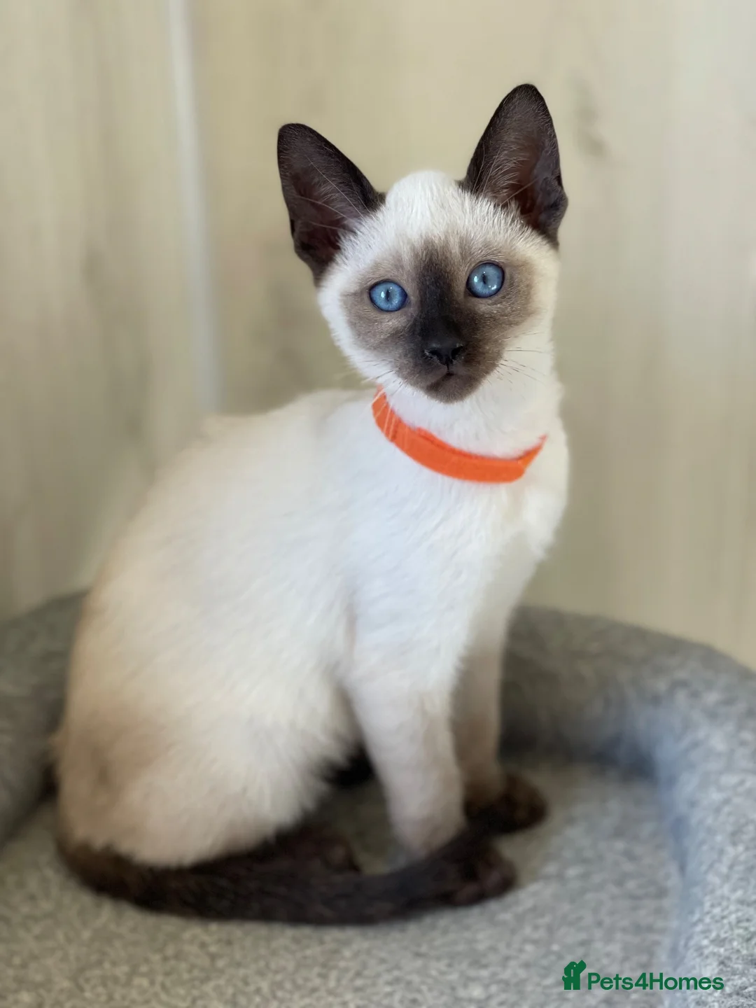 Siamese cats for sale: GCCF Registered Traditional Siamese Kittens  - Advert 2
