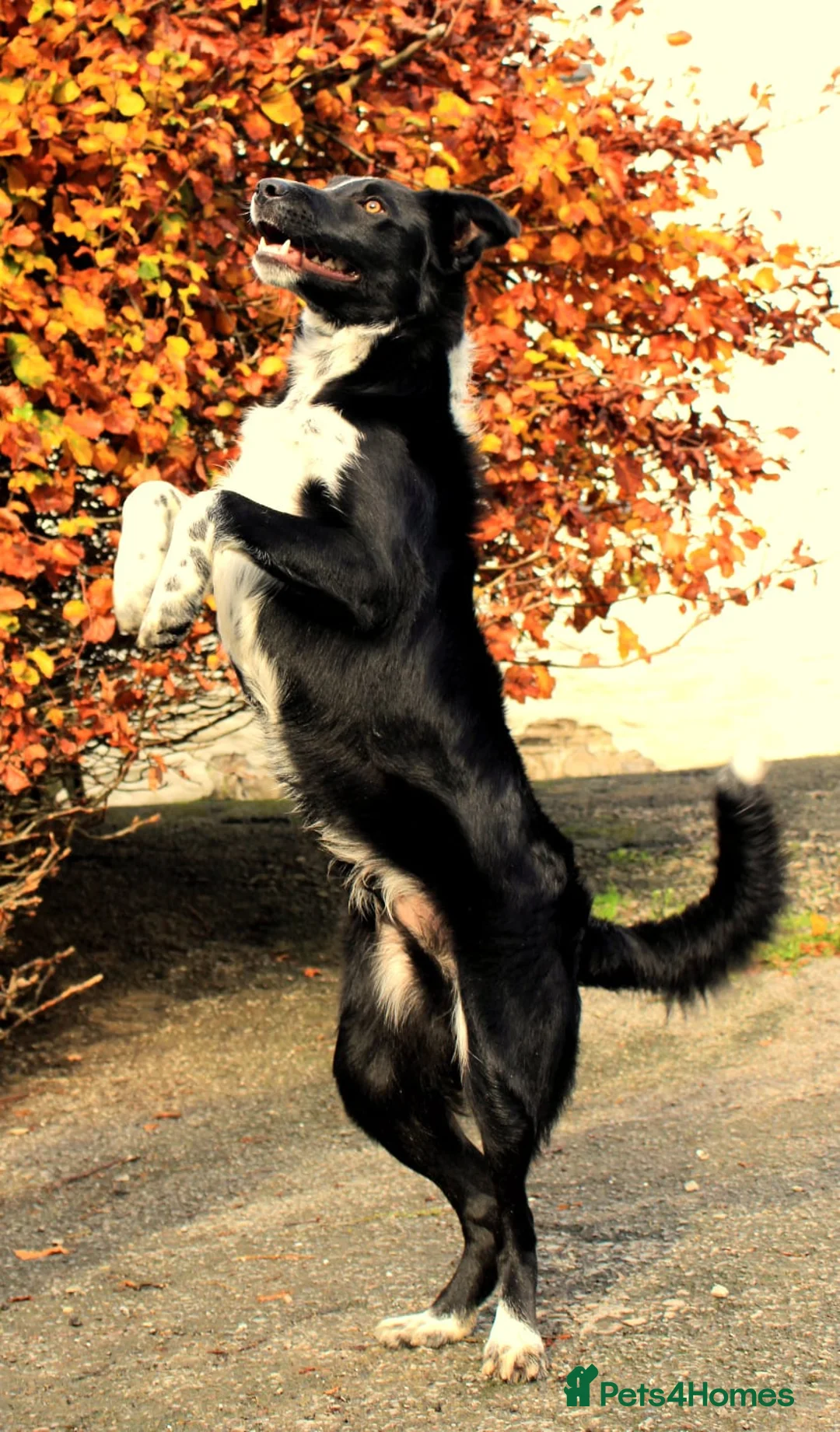 Border Collie dogs for sale: Young border collie - Advert 2