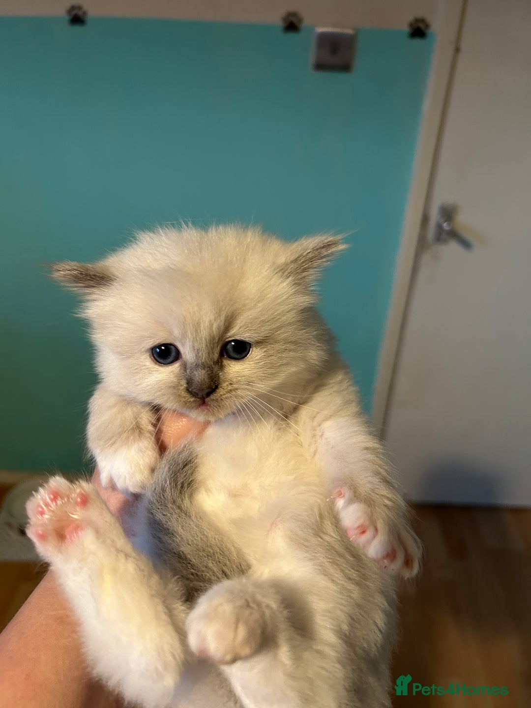 Ragdoll cats for sale: 🐾 GCCF Pedigree ragdolls🐾 - Image 9