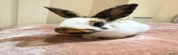 Mixed Breed rabbits for sale: Beautiful Tri-Coloured Buck in Keighley - Advert 5