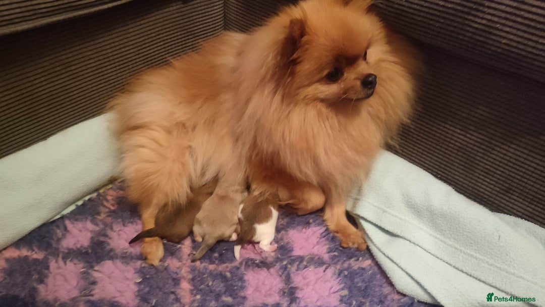 Pomeranian dogs for sale: Top Quality -KC registered  - Image 23