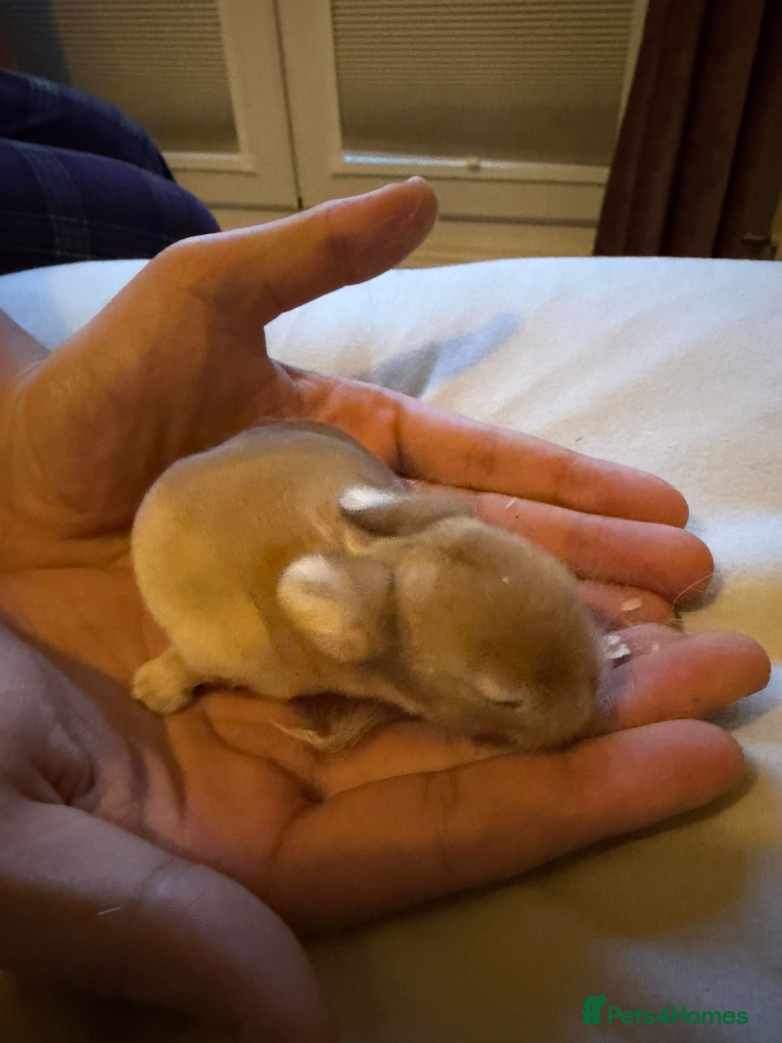 Mini Lop rabbits 3x Mini Lop Bunnies  - Advert 1