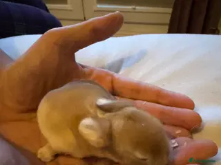 Mini Lop rabbits 3x Mini Lop Bunnies to reserve - Advert 16